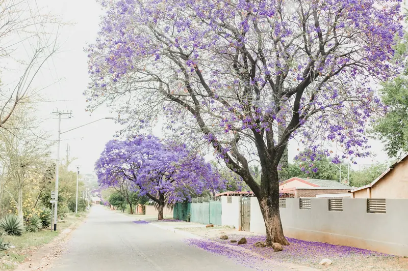 Jacaranda trees in flower over a suburban street in Pretoria