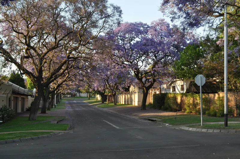 A Pretoria suburban street lined with flowering jacaranda trees